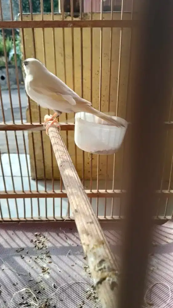 Kenari betina siapkan