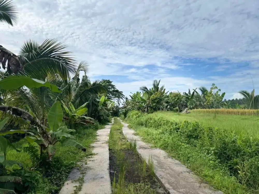 Dijual Tanah di Pupuan Sawah, Tabanan, Bali