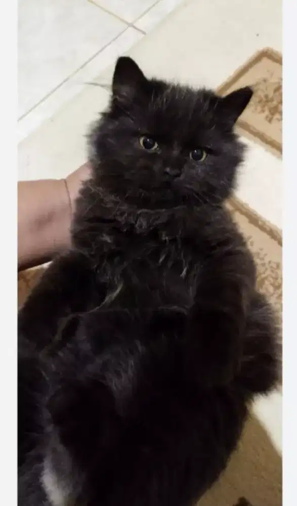 Kucing kitten mix British Longhair fmale