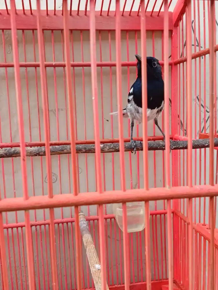 Kacer jabar purtotal