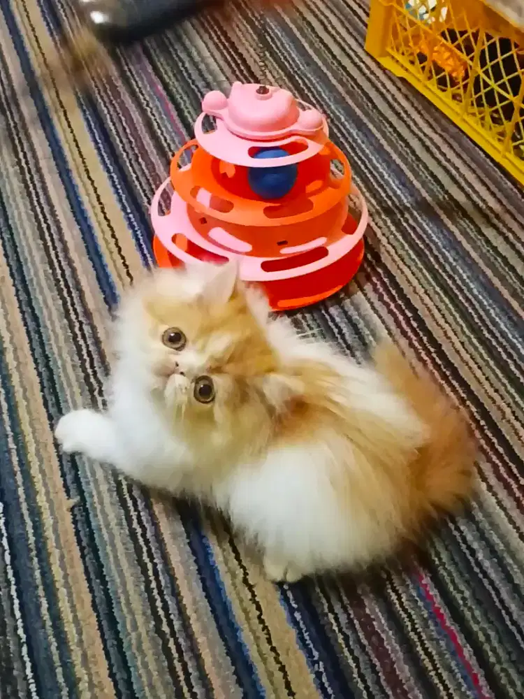 Kucing Persia Peaknose Betina