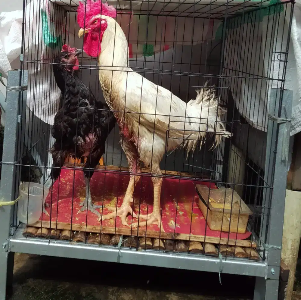 dijual sepasang ayam pelung