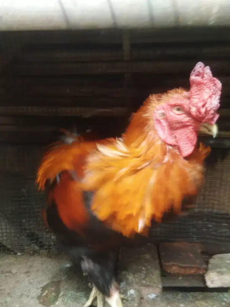 Ayam borongan 7ekor