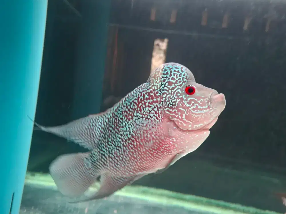 lauhan/ lohan Full Warna ukuran 5 jari untuk Indukan