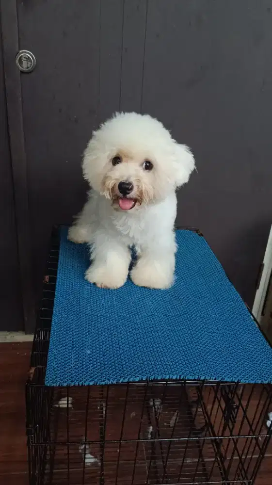 Jual Mini Bichon Frise Betina Cucu Import Korea