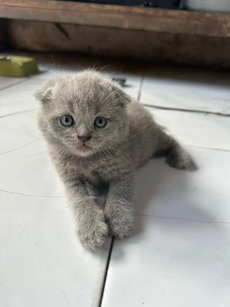 BSH scottish fold
