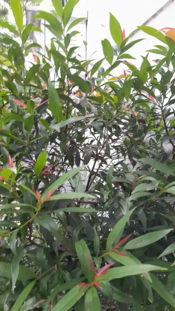 Security plus rumah atau kantor