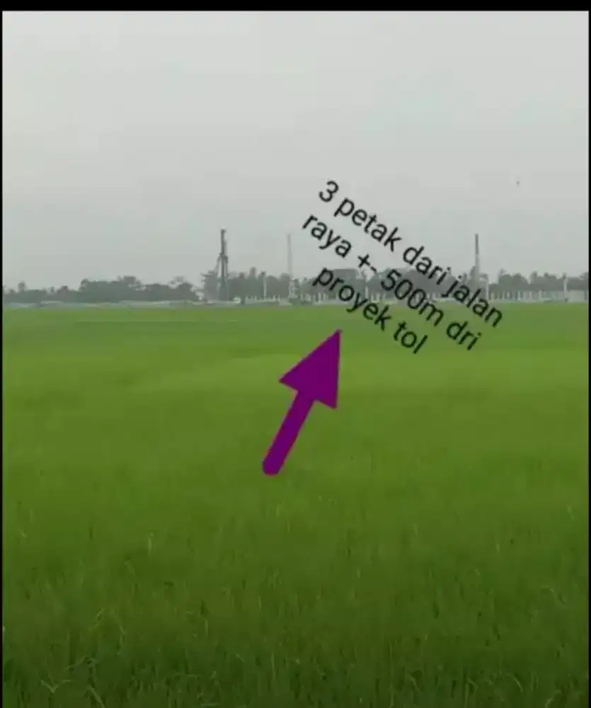 Dijual Sawah murah di Pandeglang