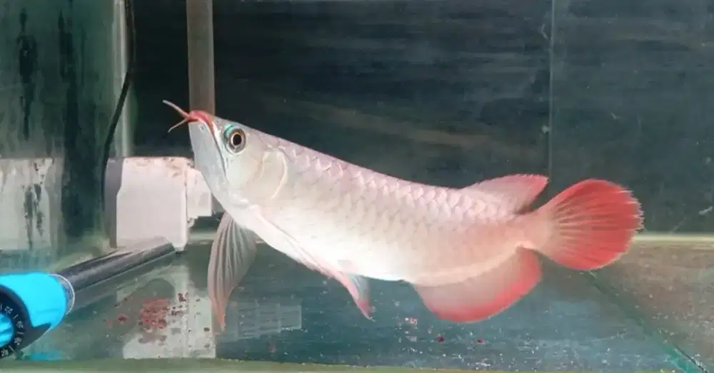 Arwana super red 22 cm