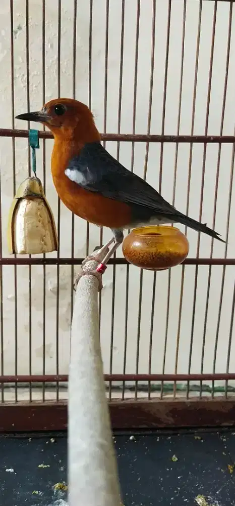 Anis merah mulus no minus