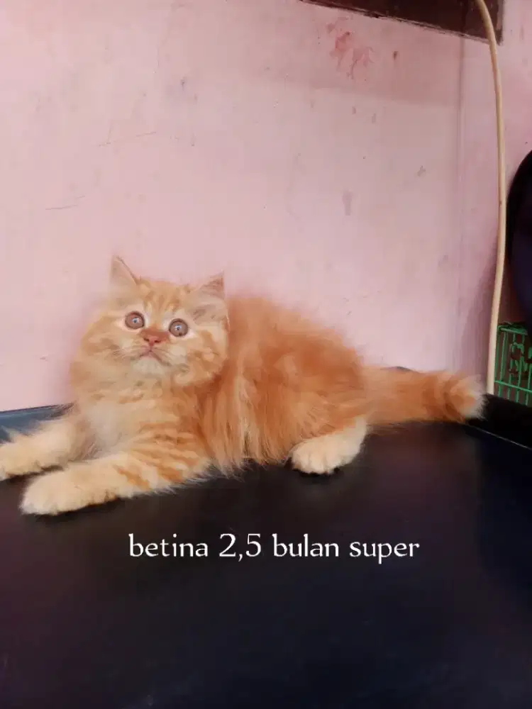 Kucing Persia medium
