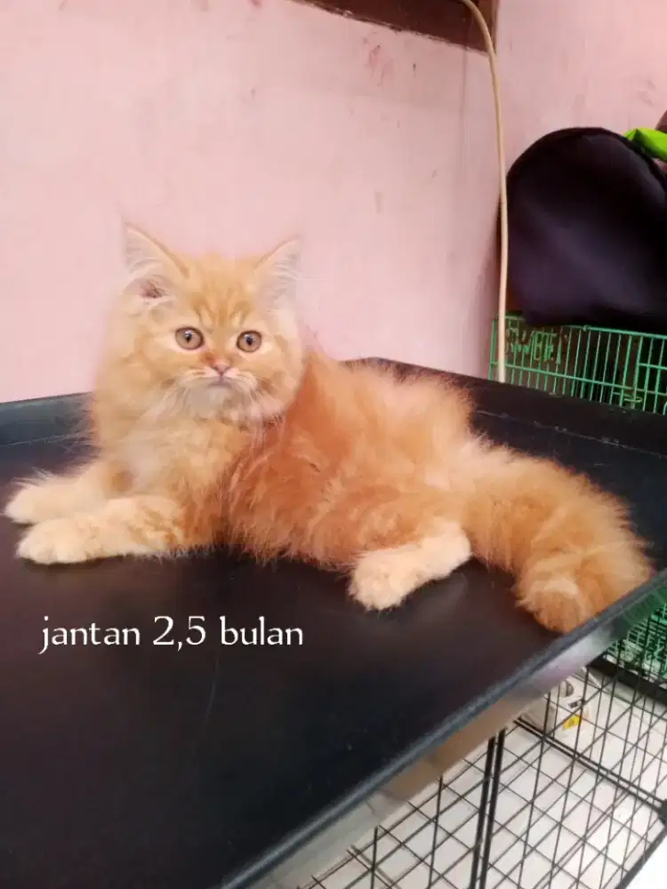 Kucing Persia medium
