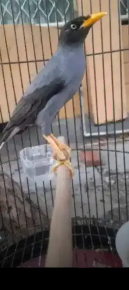 Jalak kebo isian fullset gacor bisa dikirim2