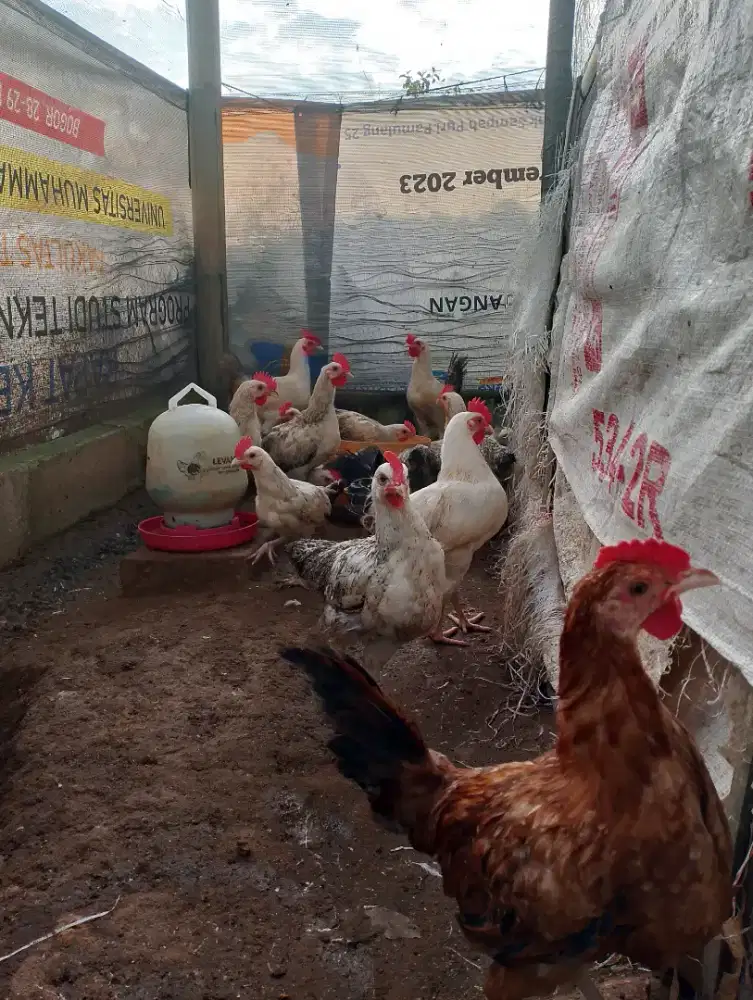 Ayam Elba Buat Pacek / Tahun Baruan