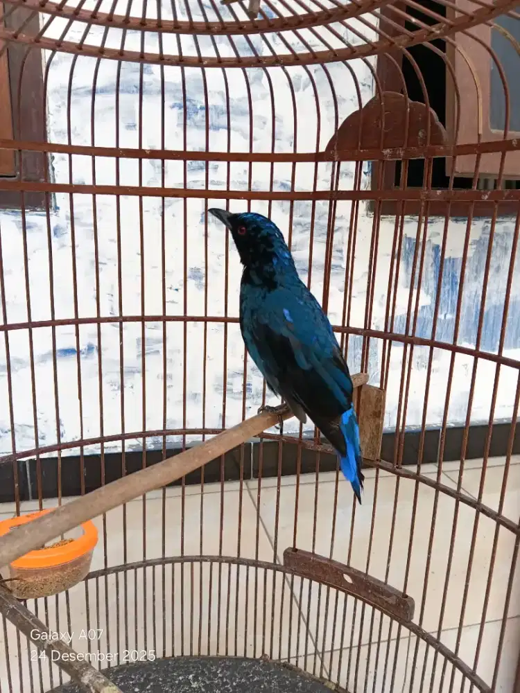 Cucak Biru Trotol Jantan Jumbo