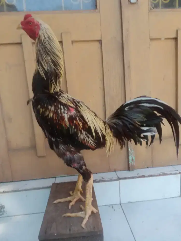 Ayam Mangon Speed Super Jalu