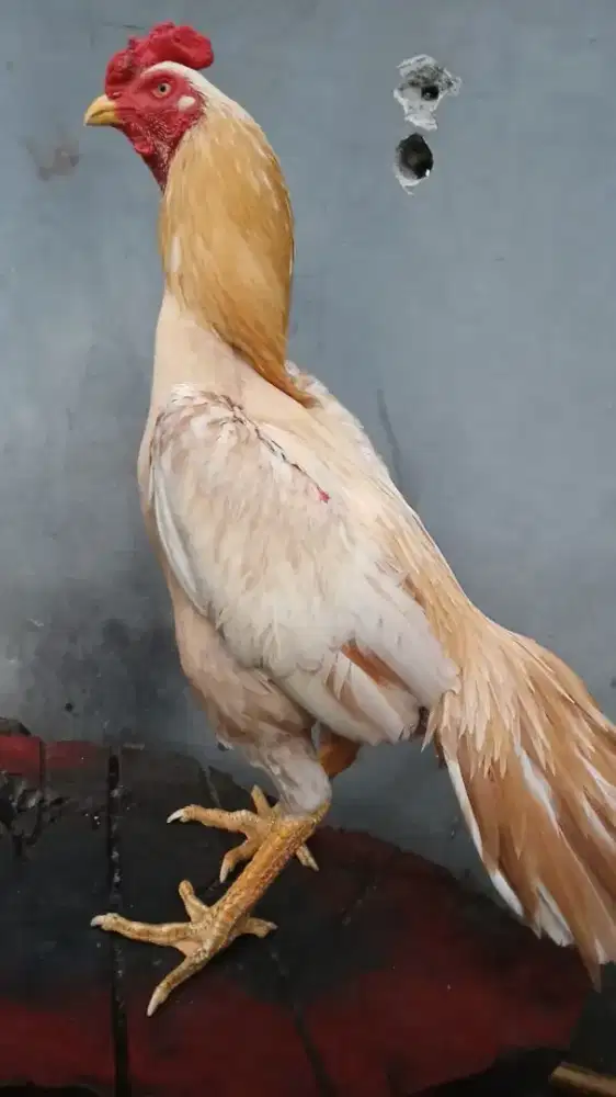 Ayam Plucker , Brakot ,Speed