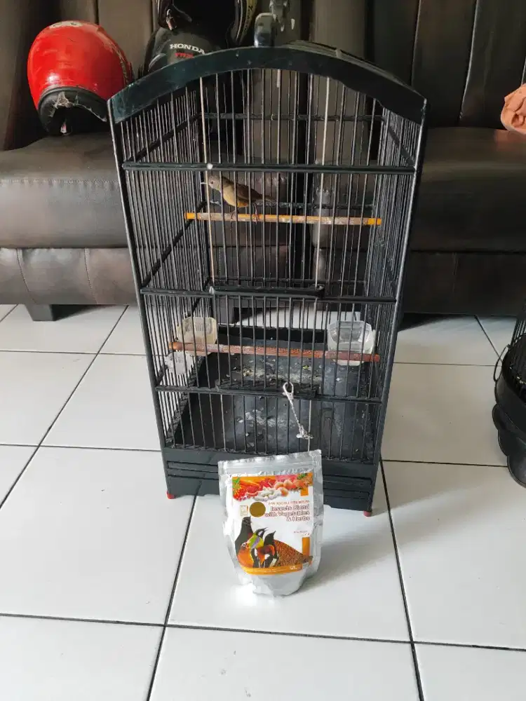Burung tiume atau wambi mini