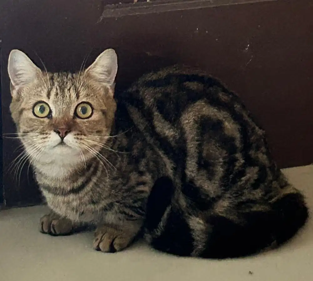 Kucing munchkin bsh british shorthair