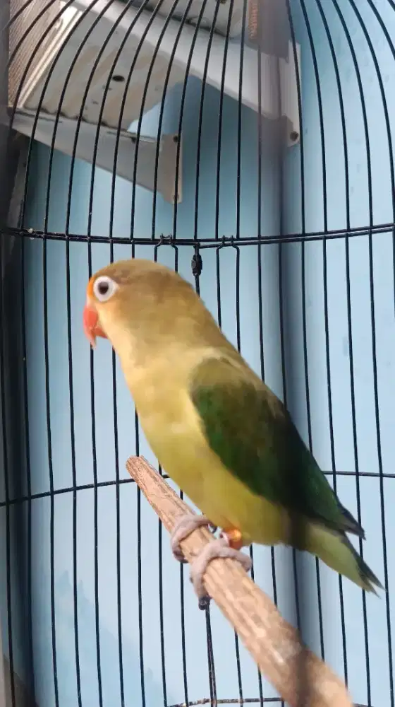 Lovebird Lovebird