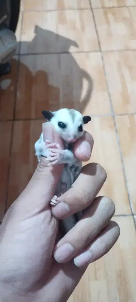 Sugar Glider Platinum