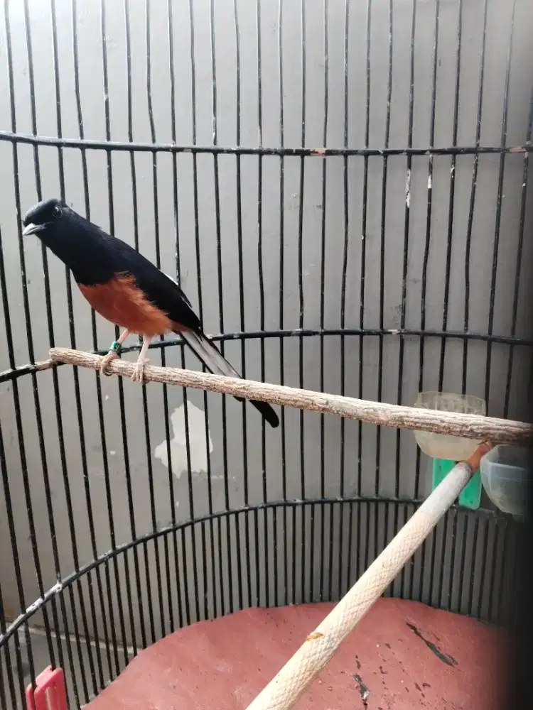 Jual muray ring harian brisik banget cocok buat jaga rmh kandang EBOD