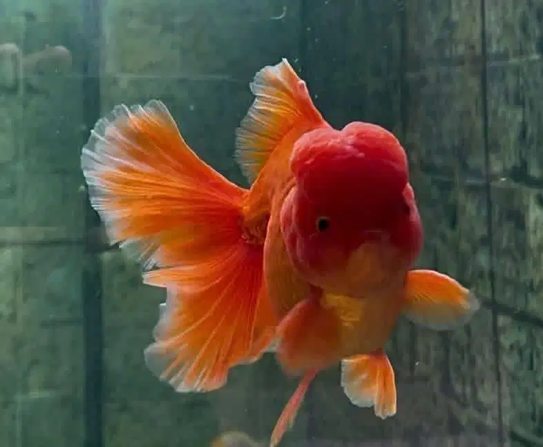 Ikan mas koki oranda, ranchu