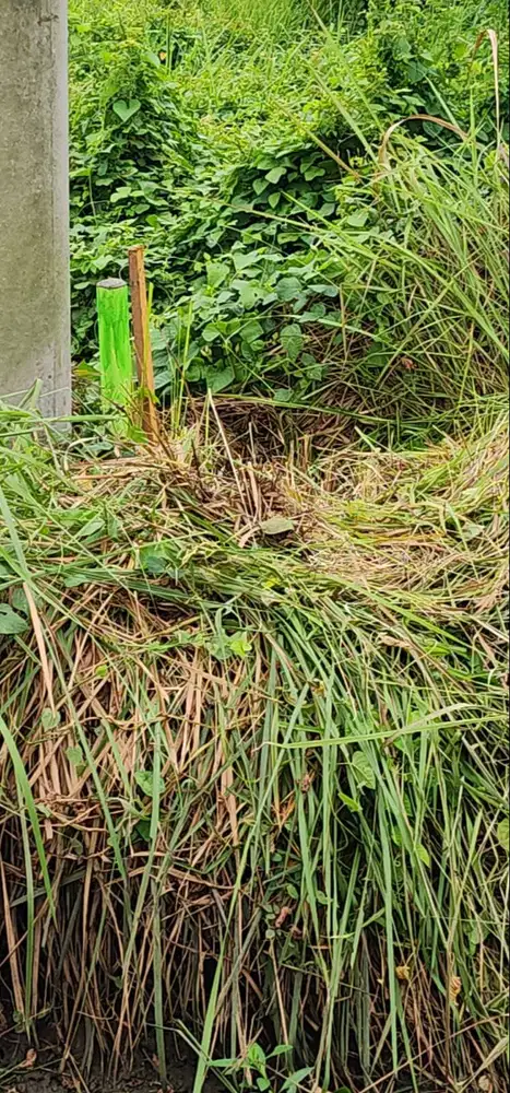 Butuh Laku Tanah Area Industri Wonomlati Krembung SHM  40x125m² SHM