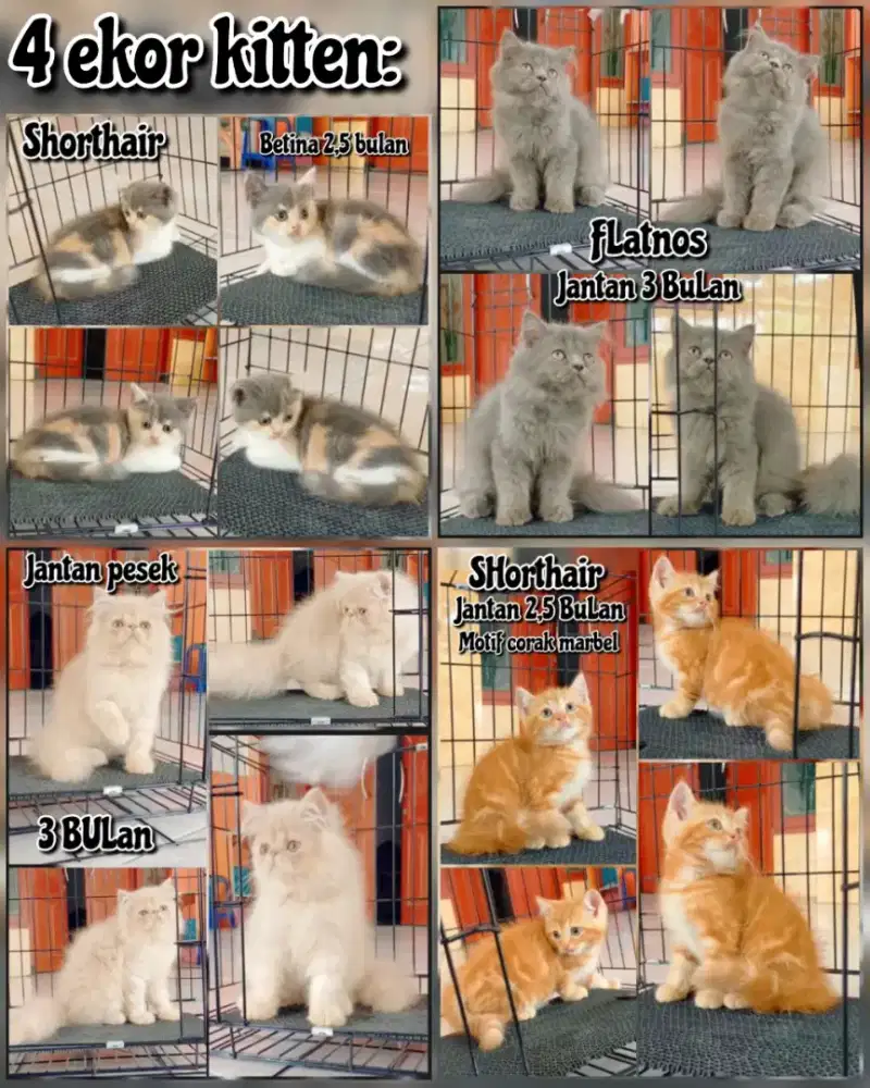 Reddy 4 ekor kitten super unyuk