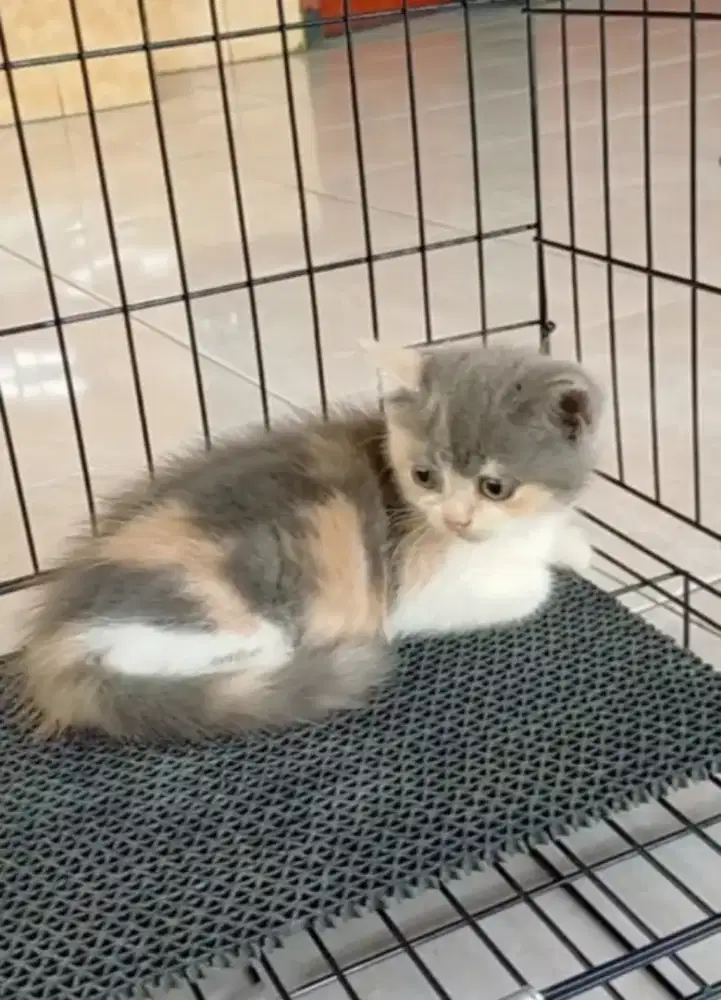 Shorthair manis bulu pendek muka bulat