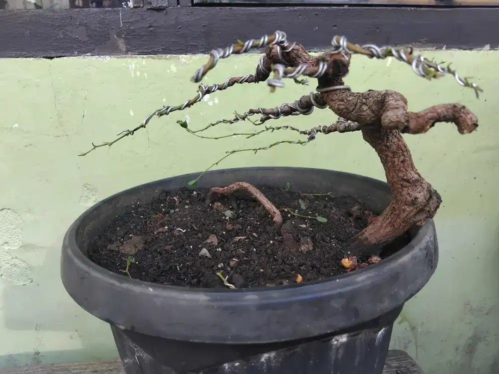 Bonsai Asam Jawa