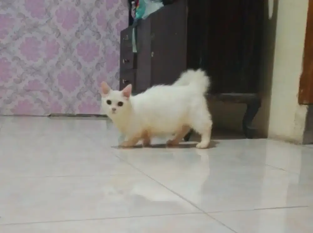 Munckin top white solid