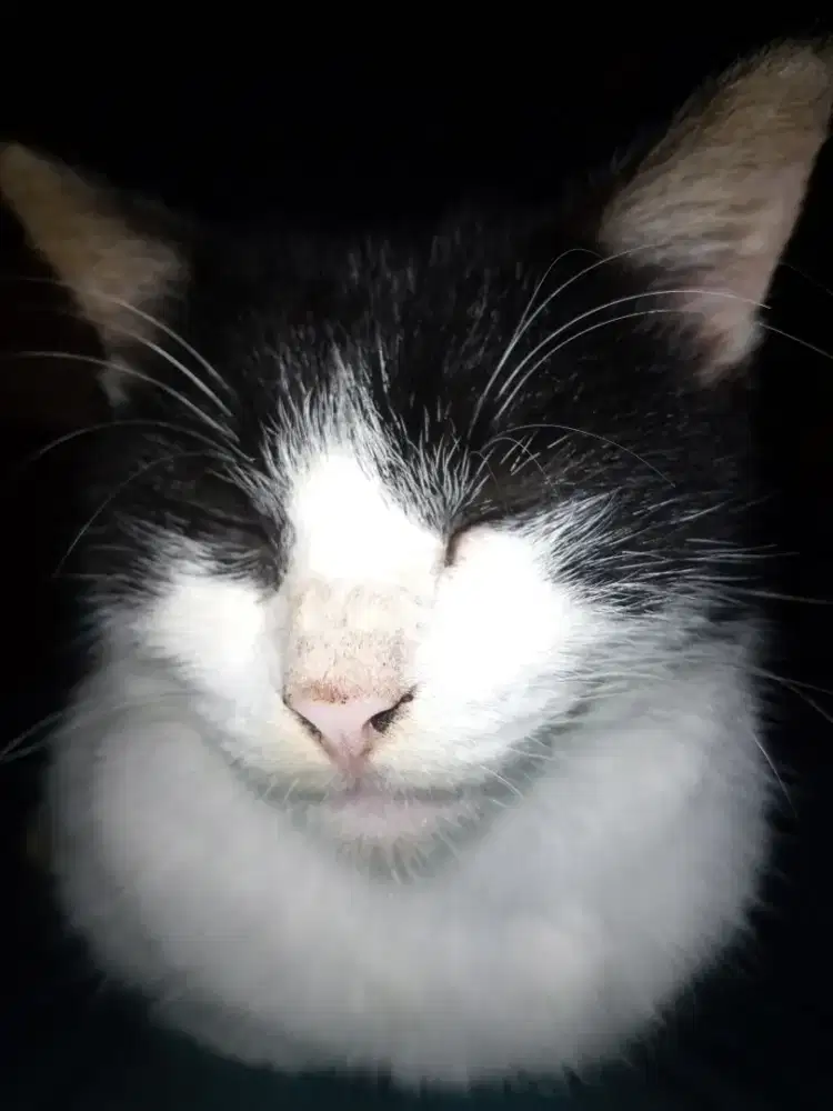 Jika rumah mu ada tikus beli lah kucing kamii kucing anti racun