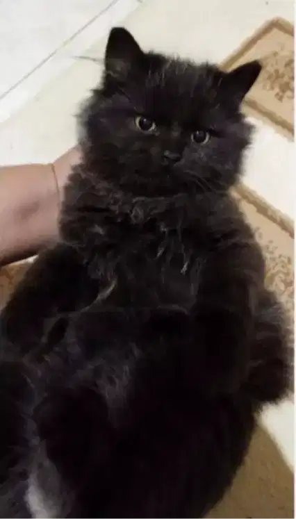 Kucing kitten mix British longhair Black