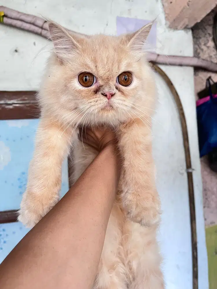 Kucing persia flatnose bigbone