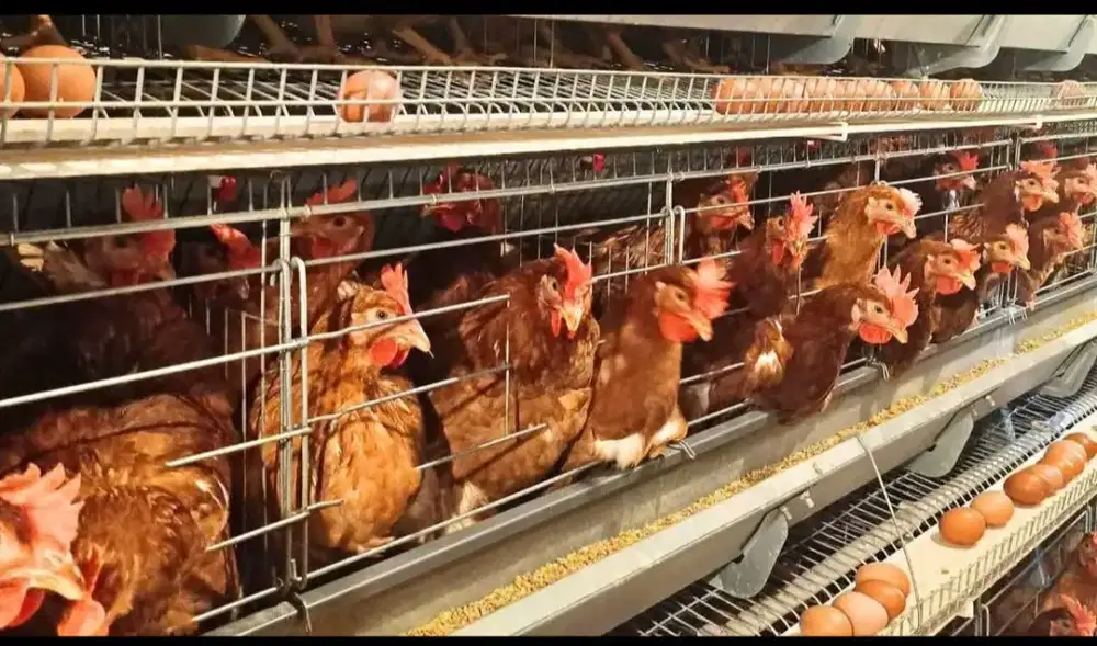 Ayam petelur dan kandang ayam petelur galvanis