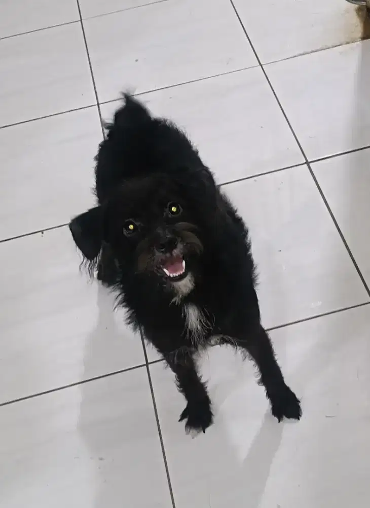 Anjing Maltise mix border collie