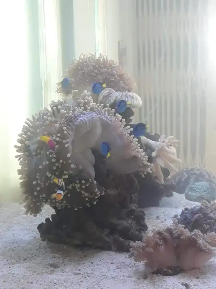 Ikan hias laut dan akuarium set