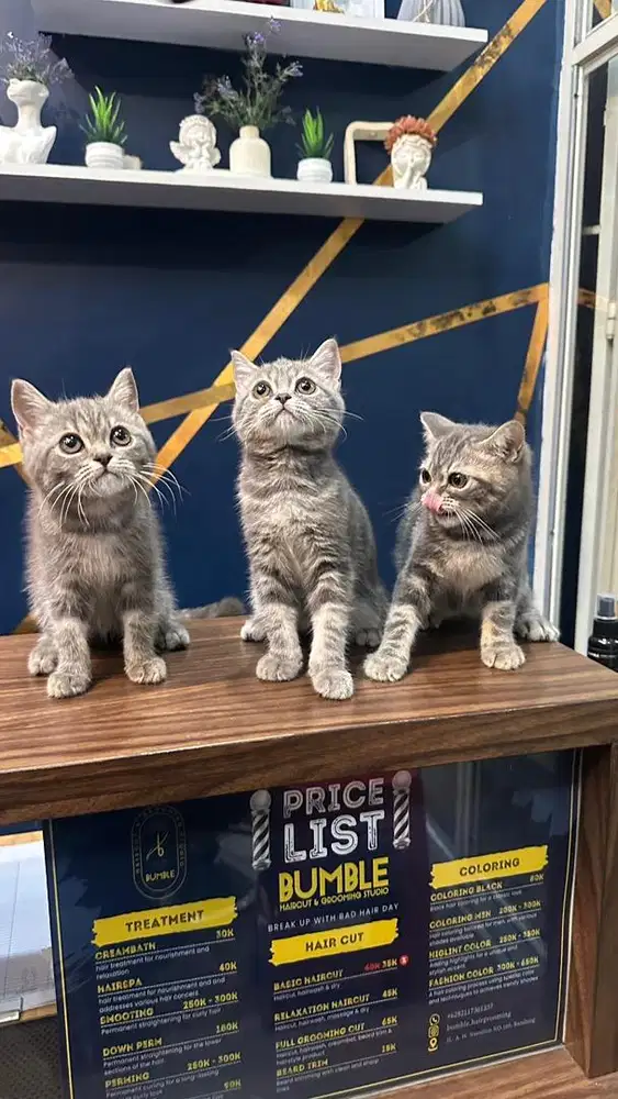 Bsh british short hair pure