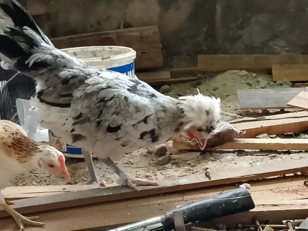 Ayam poland & Kate termurah