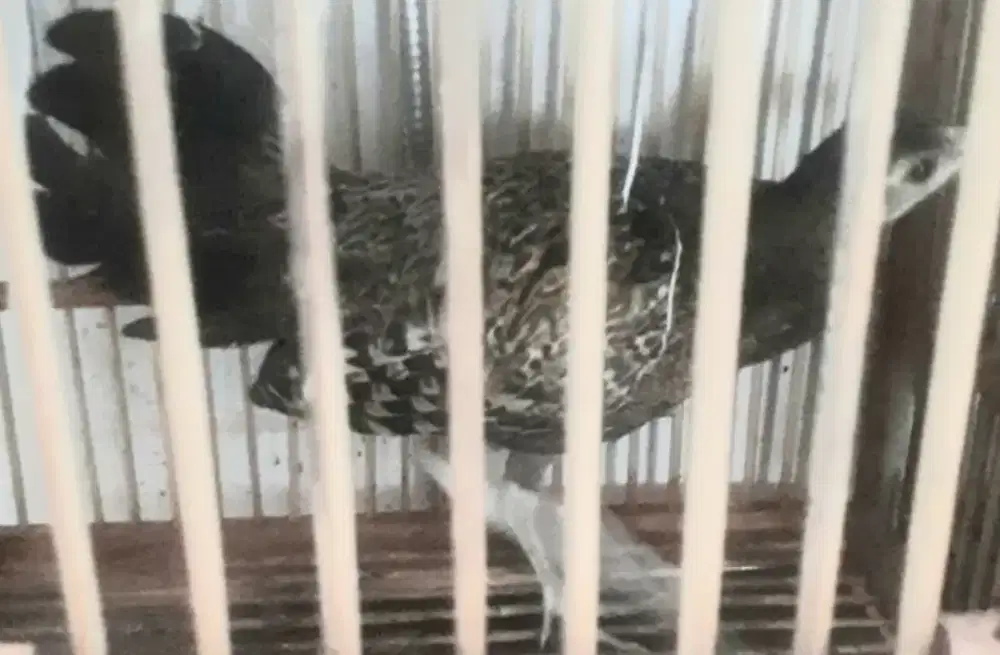 Anakan Ayam hutan hijau jinak