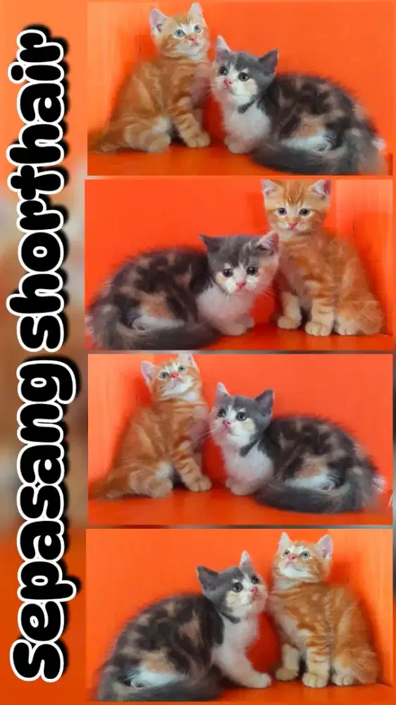 Sepasang kucing bulu pendek atau shorthair jantan betina bulat chubby