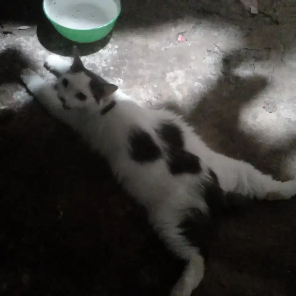 Kucing betina + plus anak ( 2 ) bulu halus