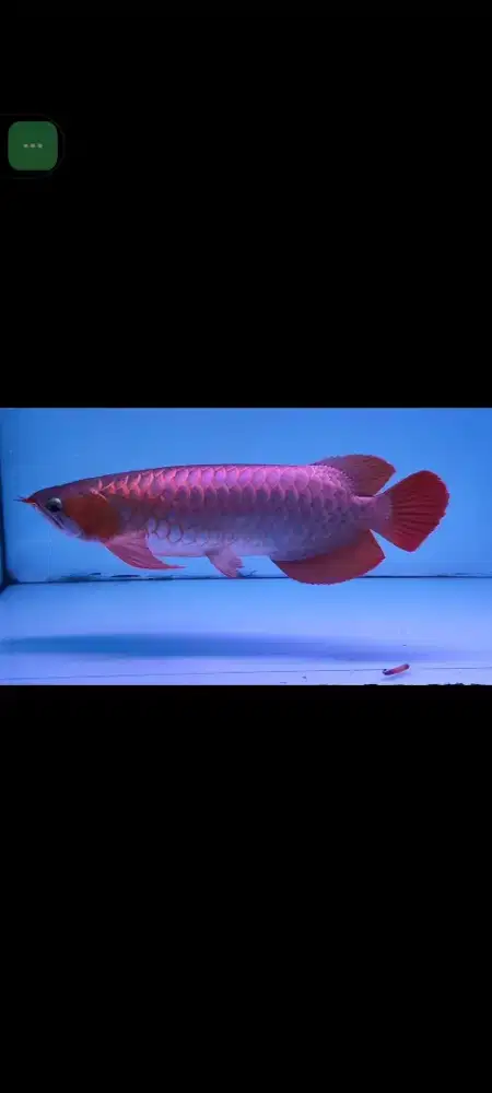 Ikan arwana super red