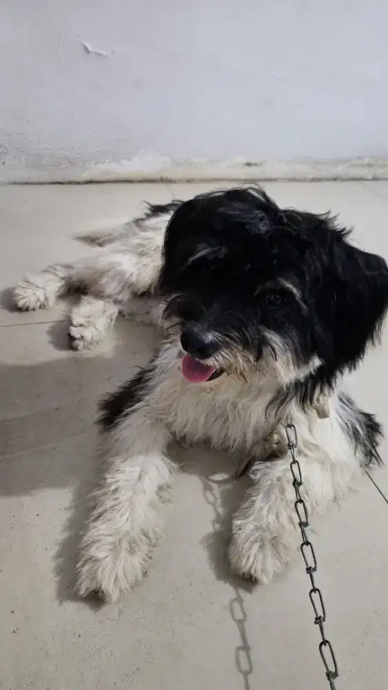 Anjng mix bulu lebat