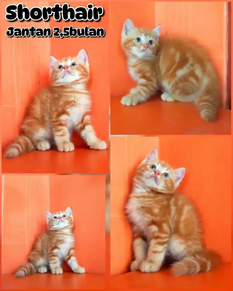 Si oyen mirip film kucing garfil jantan 2,5bulan