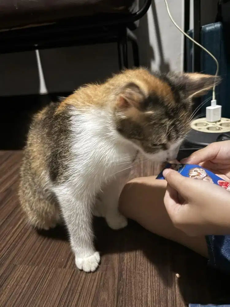 Adopsi Kucing Persia Medium