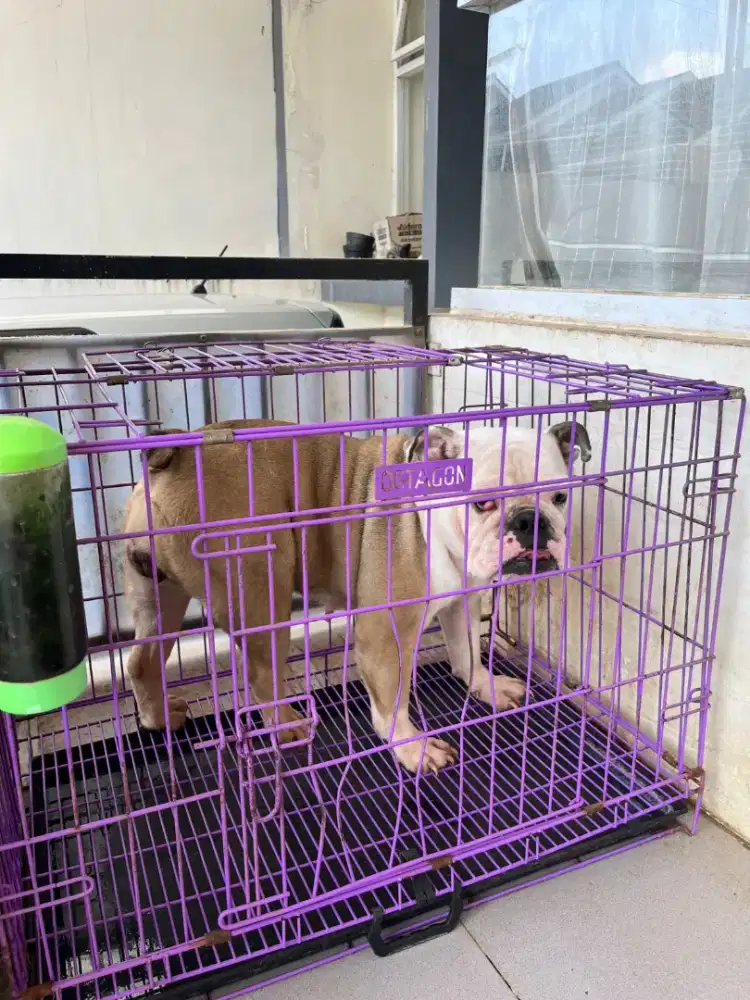 English bulldog FEMALE / indukan