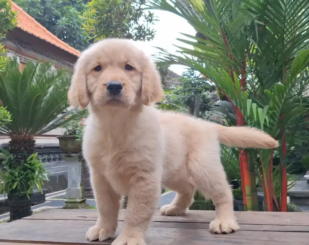 Anakan Golden Retriever