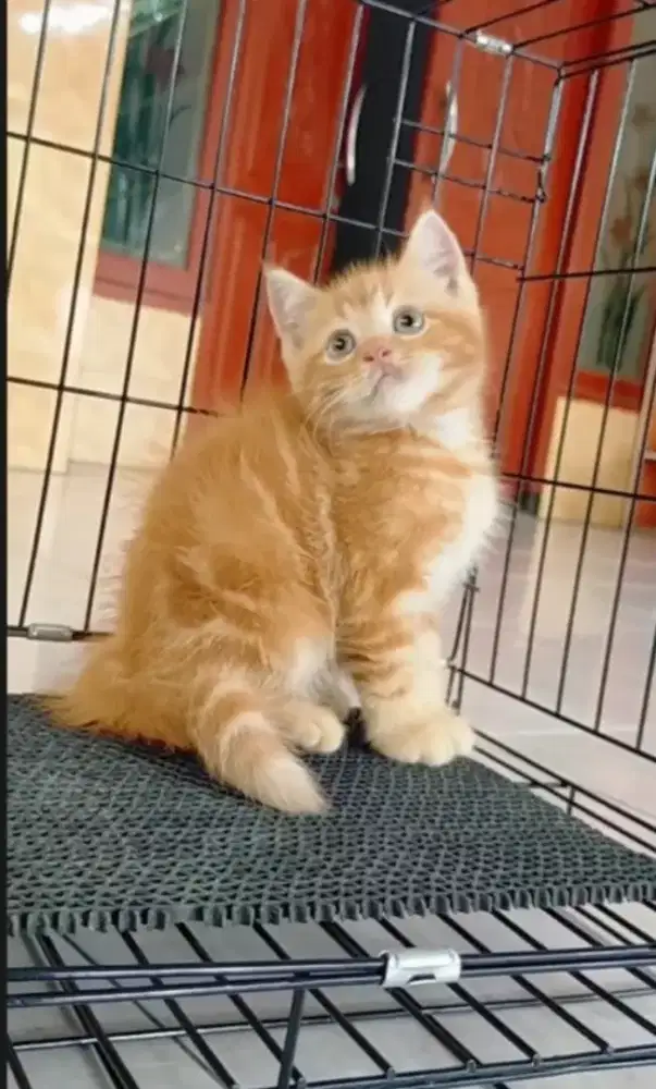 Shorthair oyen marbel jantan 2,5 bulanan manis